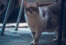 kittykatbabi4444 matters increasingly