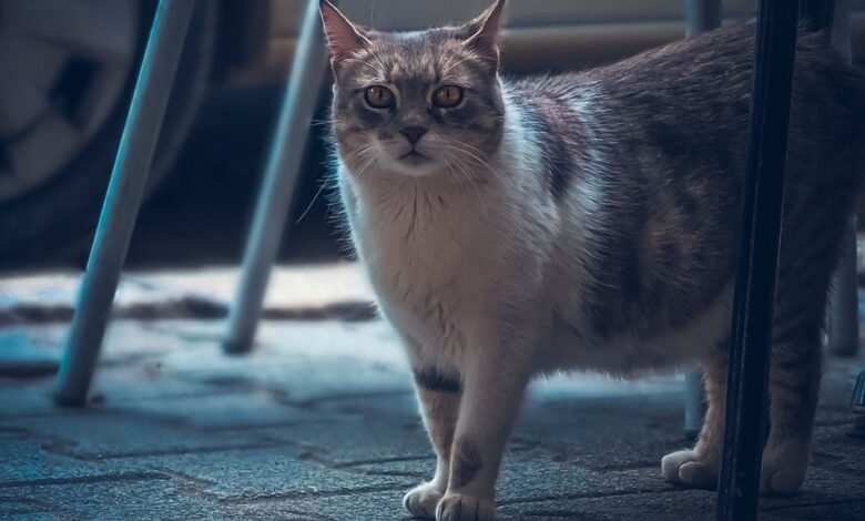 kittykatbabi4444 matters increasingly